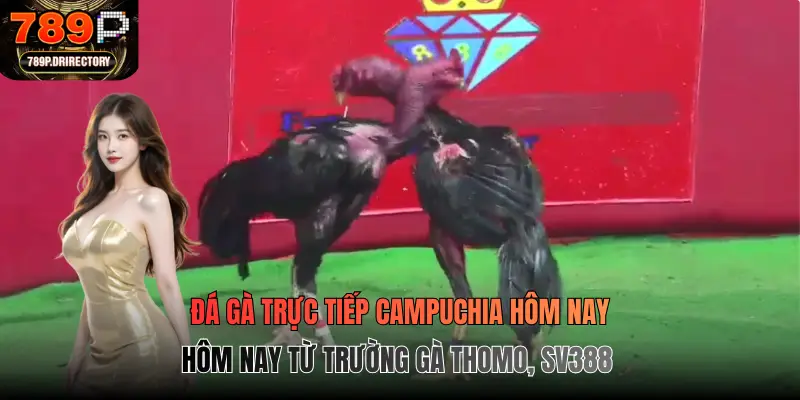 Đá gà trực tiếp Campuchia hôm nay từ trường gà Thomo, SV388