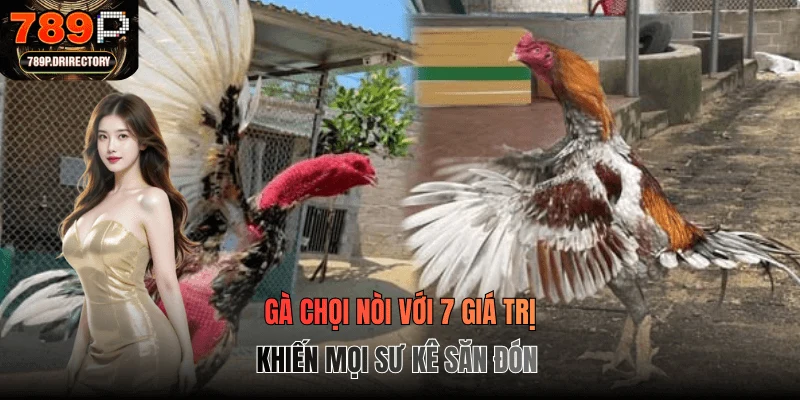 Gà Chọi Nòi Với 7 Giá Trị Khiến Giống Gà Luôn Được Săn Đón